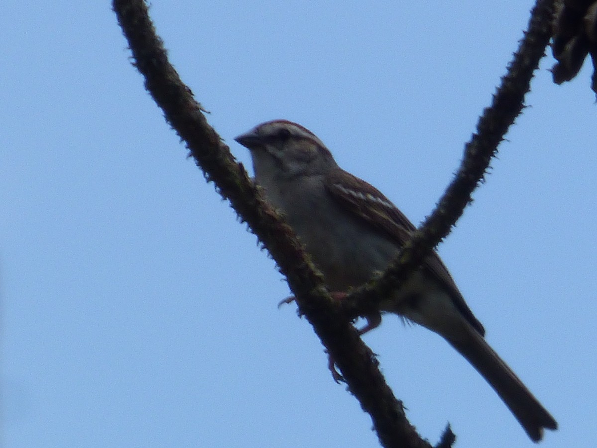 Chipping Sparrow - ML159926331