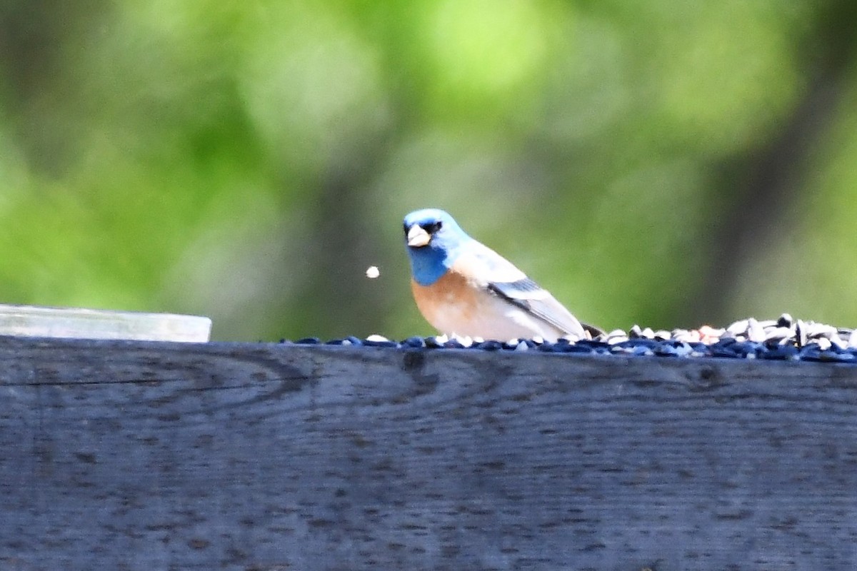 Lazuli Bunting - Liz Harper