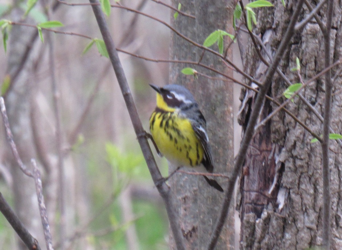 Магнолиевая древесница - ML159926991