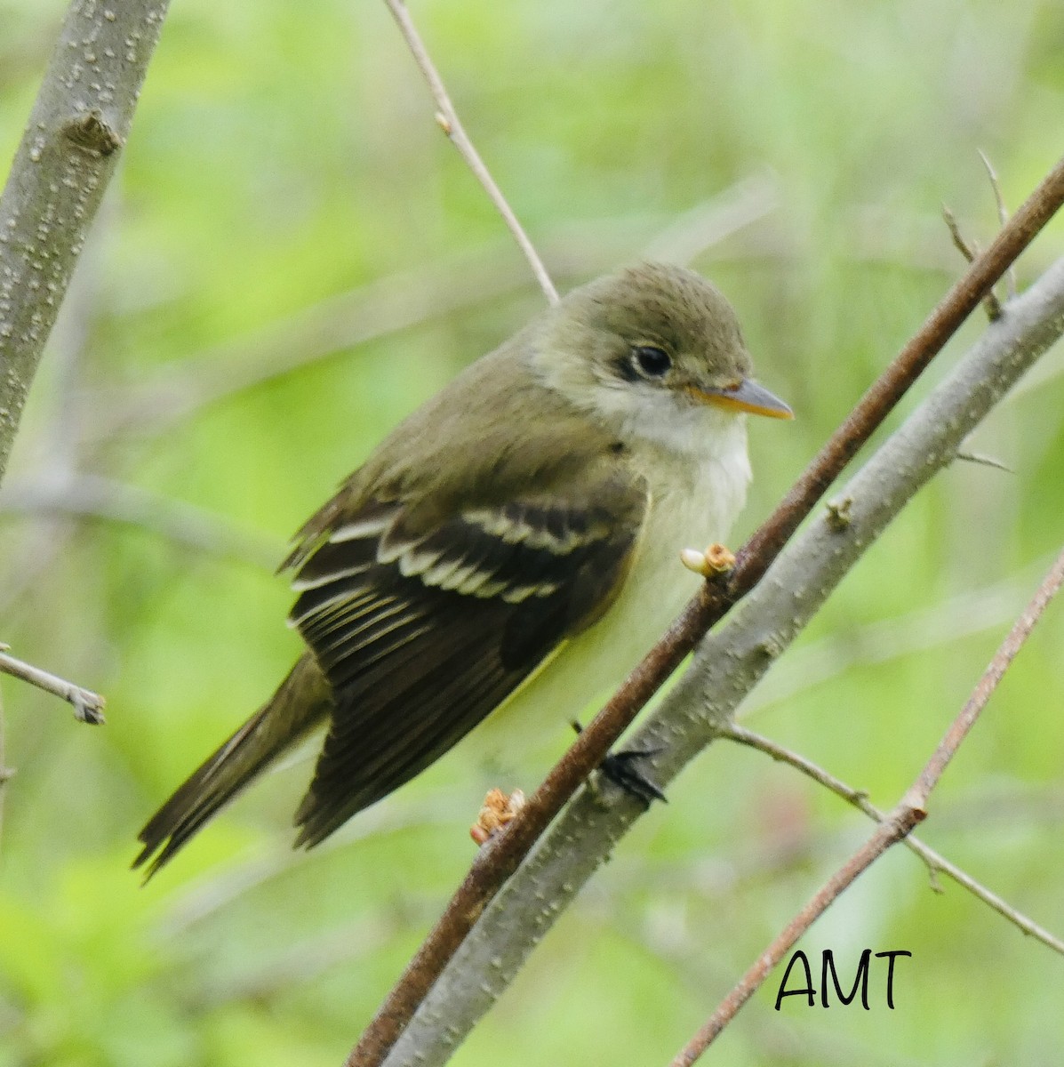 Alder Flycatcher - ML159928131