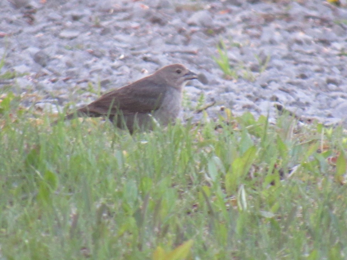 Коровий трупиал, буроголовый желтушник - ML159928461