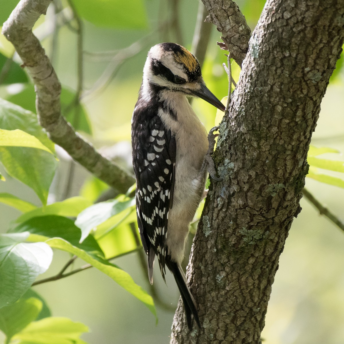 Hairy Woodpecker - ML159930481