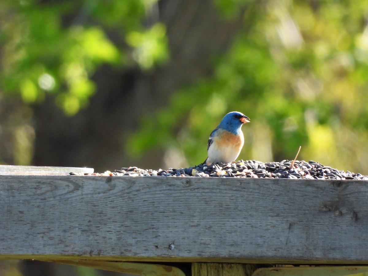 Lazuli Bunting - Michael W. Sack