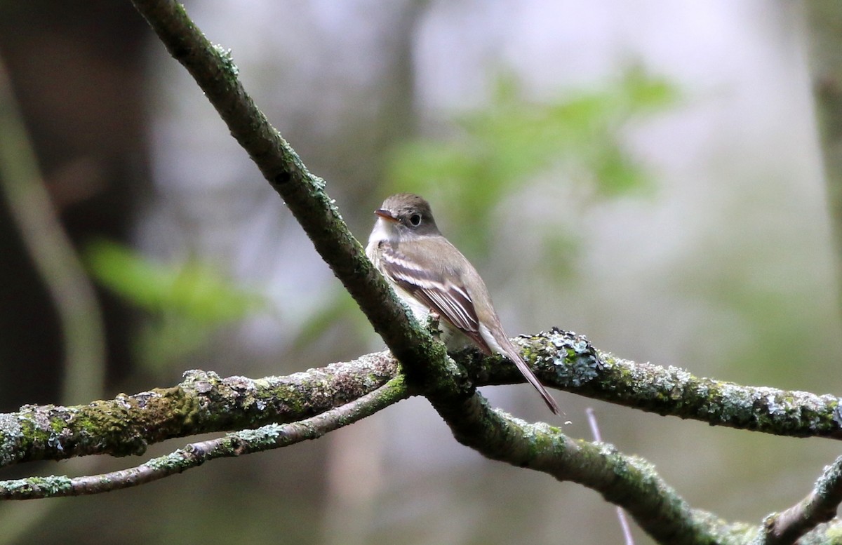 Alder Flycatcher - ML159931271