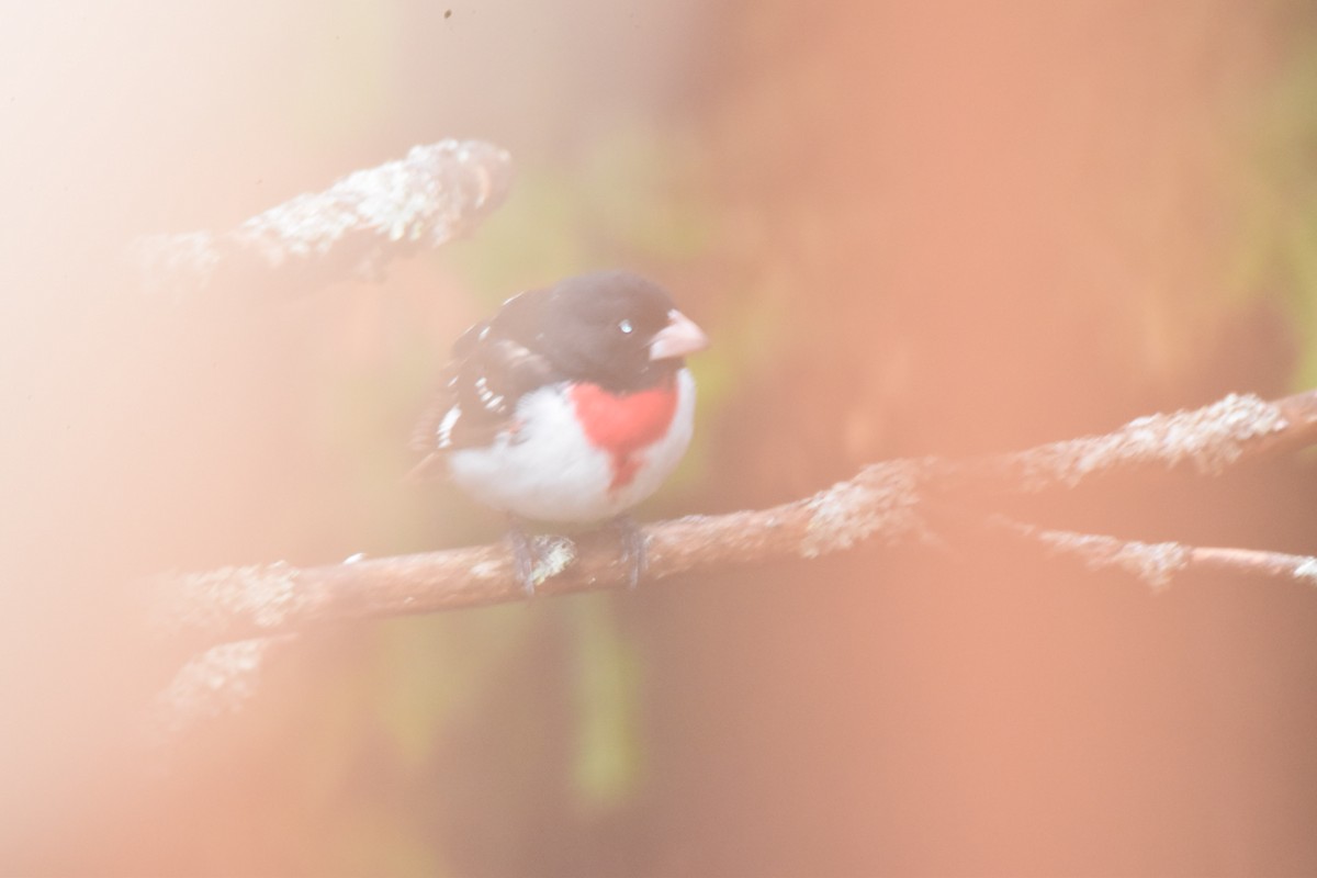 Rose-breasted Grosbeak - ML159931451