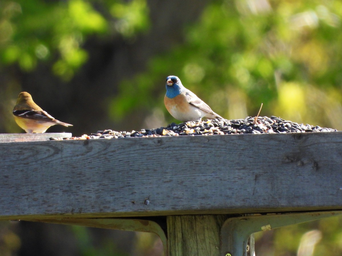 Lazuli Bunting - ML159931501