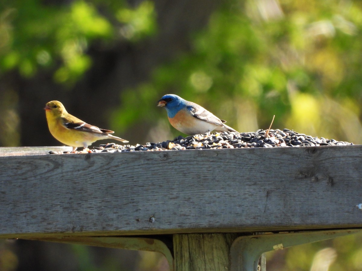 Lazuli Bunting - ML159931571