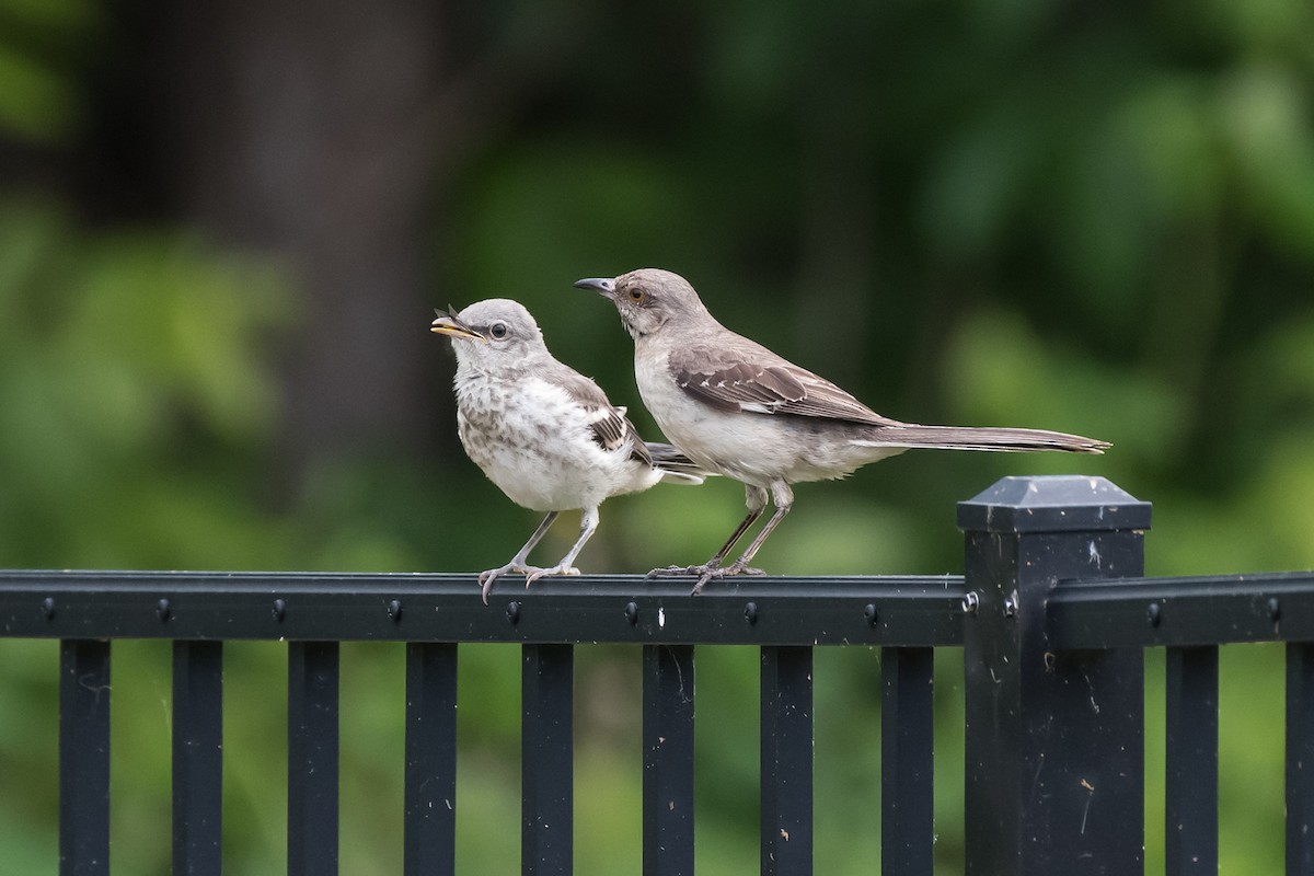 Northern Mockingbird - ML159932141