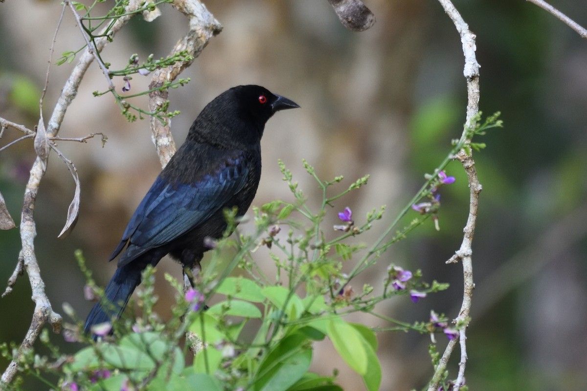 Bronzed Cowbird - German Garcia
