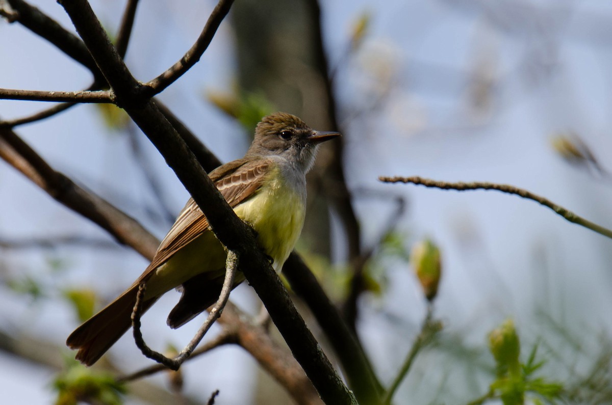 Great Crested Flycatcher - Stéphane Lair