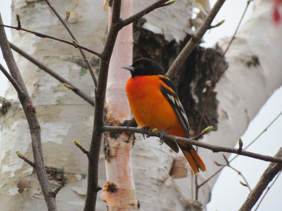 Baltimore Oriole - Eric Wilmot