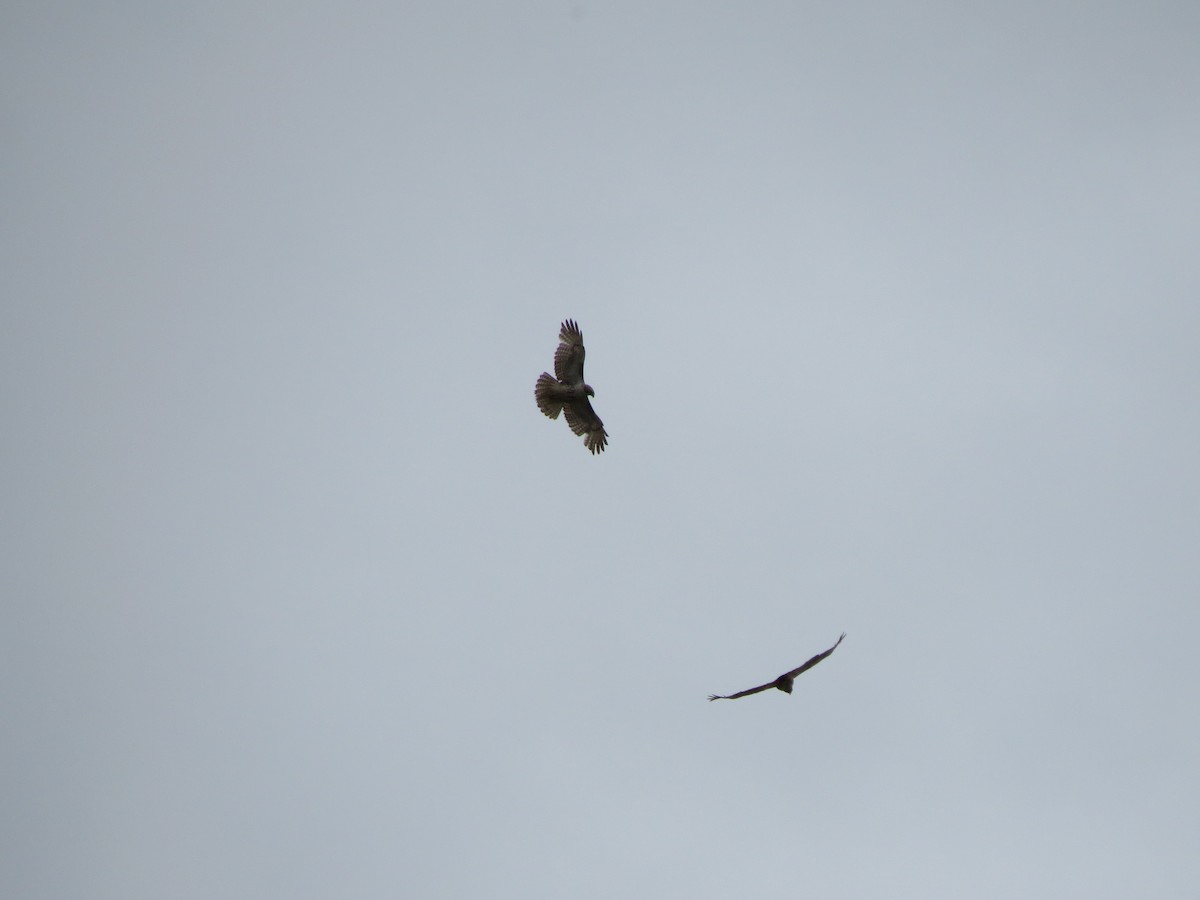 Red-tailed Hawk - ML159936931