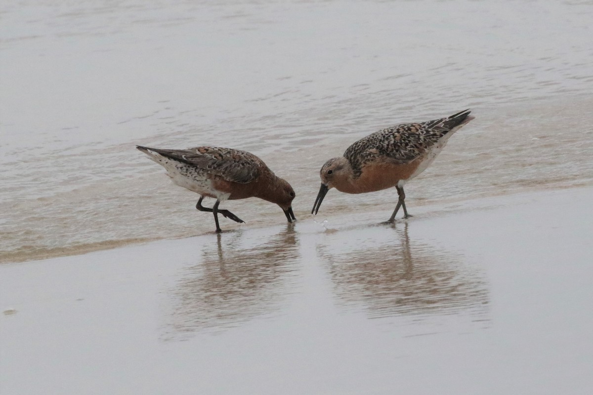 Red Knot - ML159937441