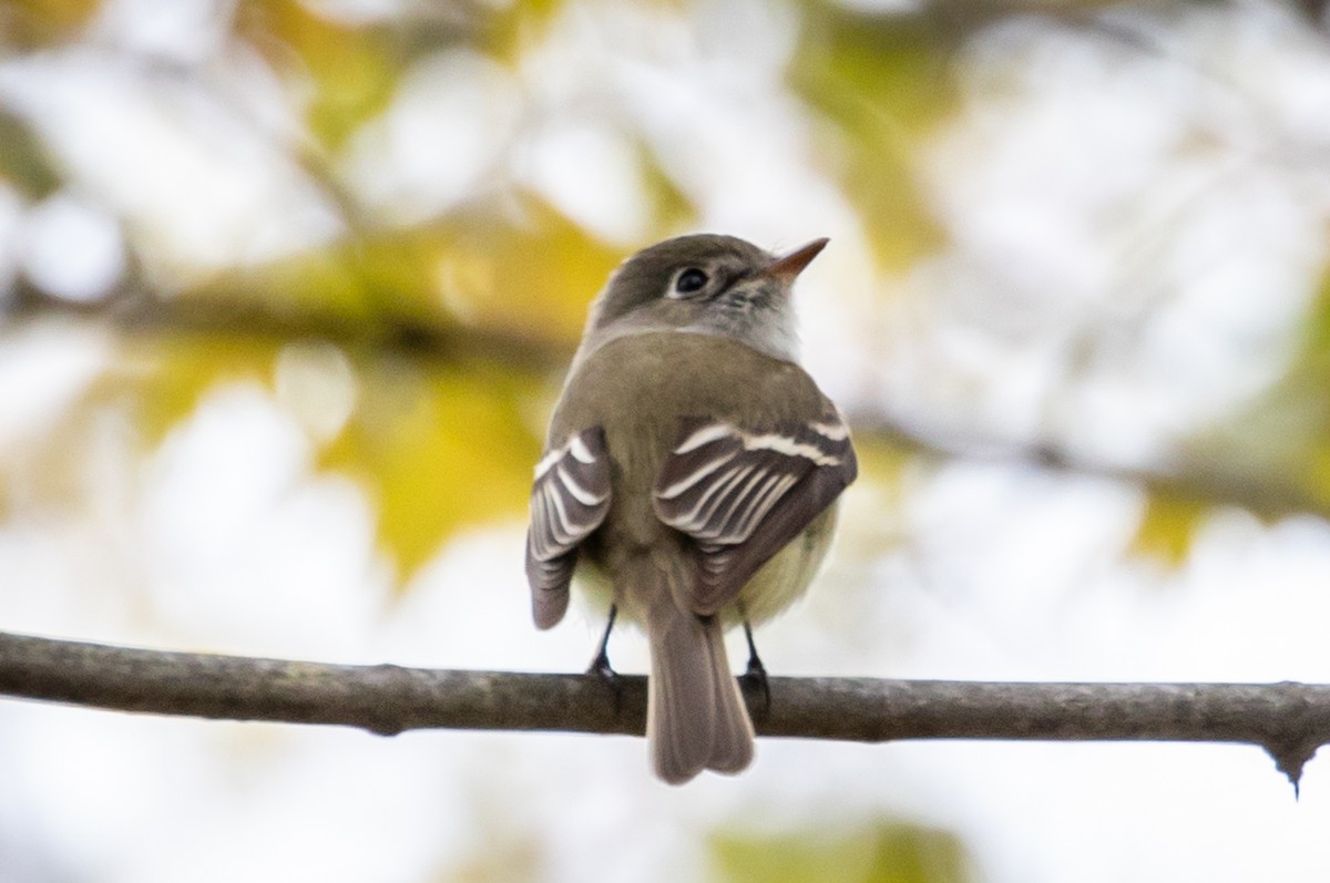 Least Flycatcher - ML159938451