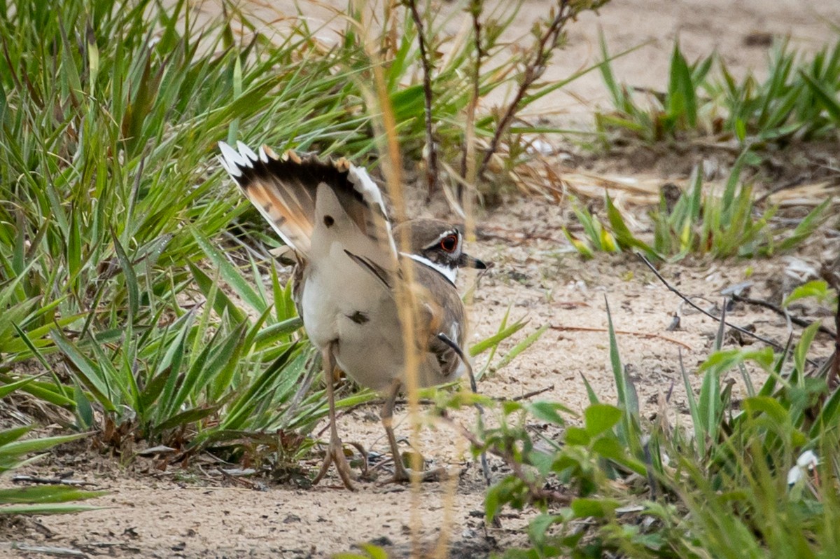 Killdeer - Michael Warner