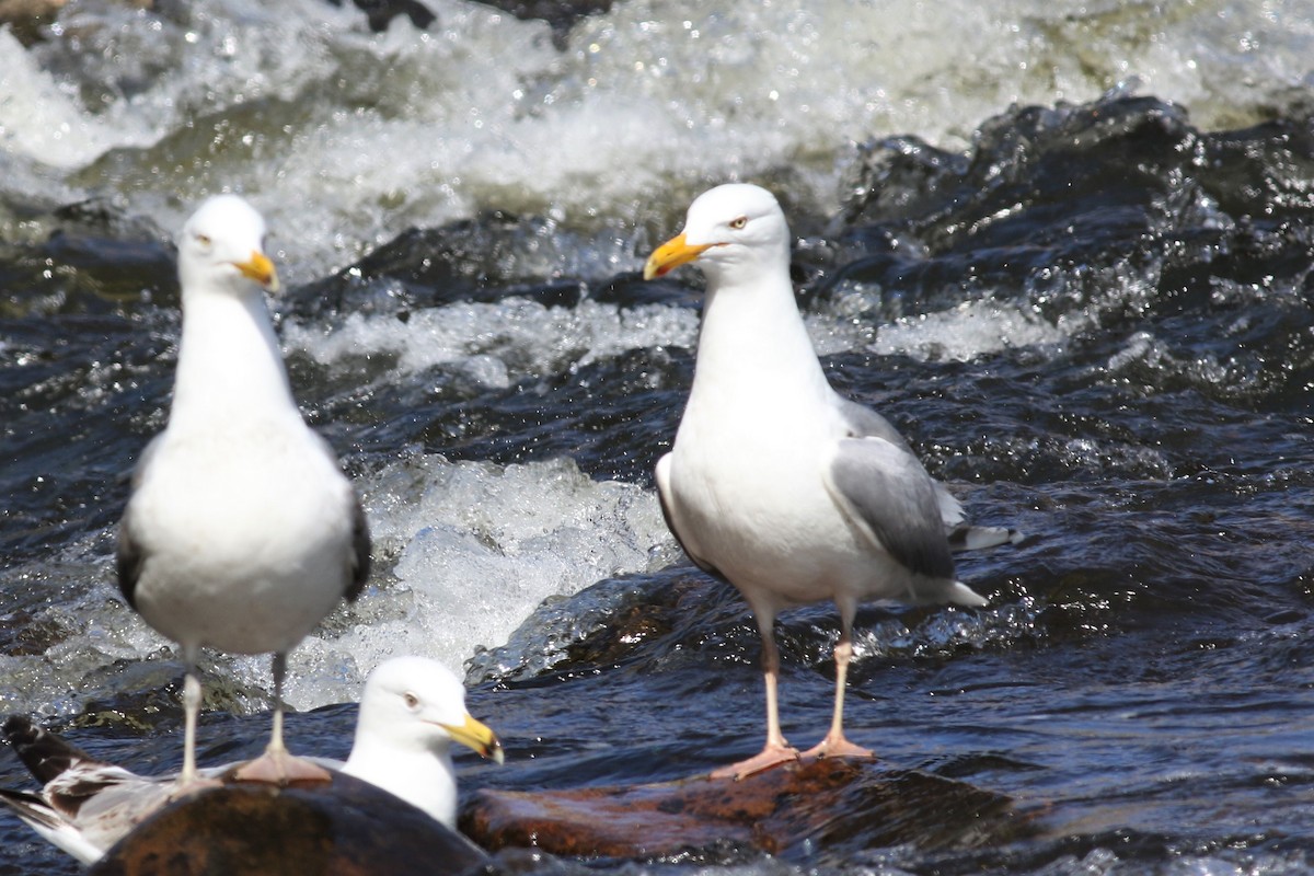 Gaviota Argéntea - ML159938731