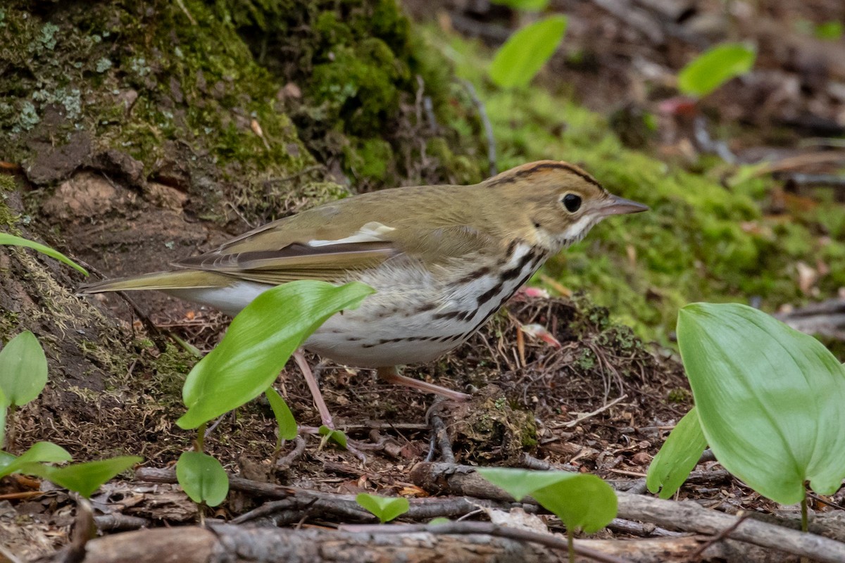 Ovenbird - ML159939121