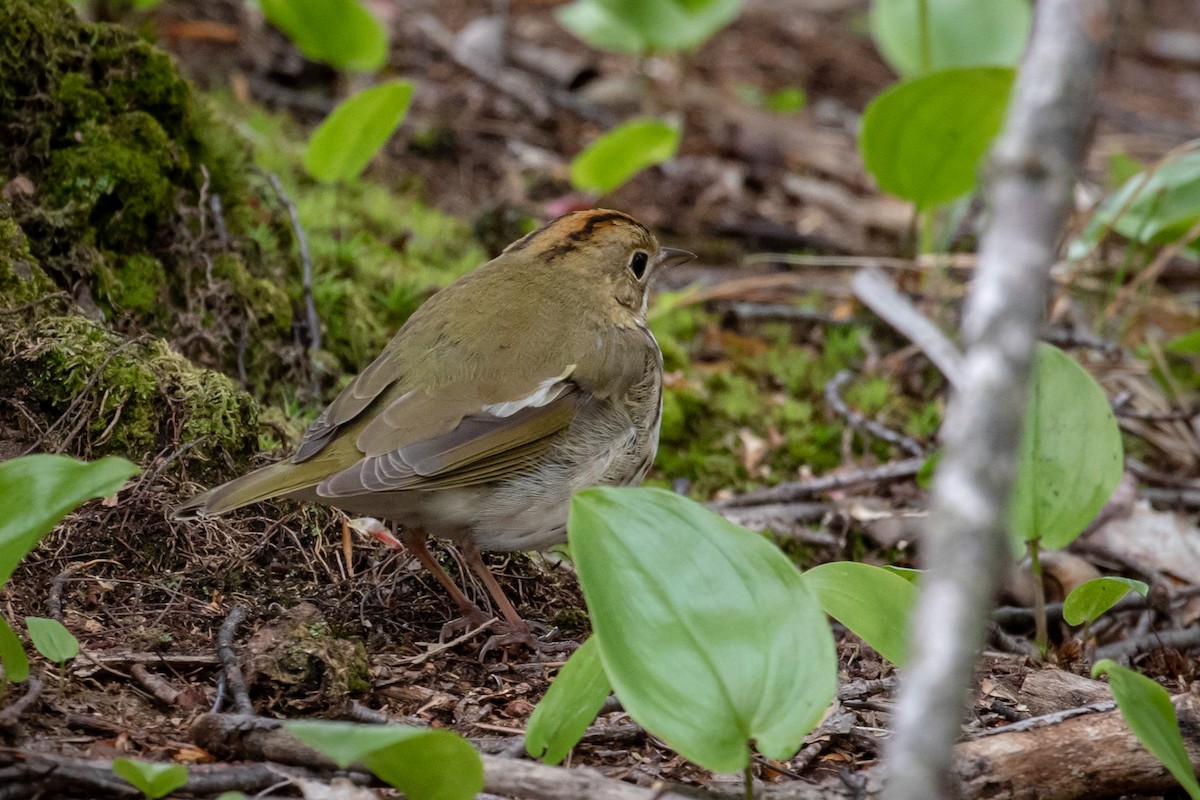 Ovenbird - ML159939131