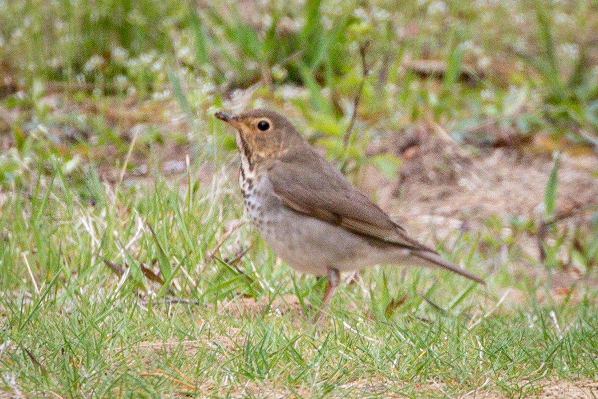 Swainson's Thrush - ML159939471