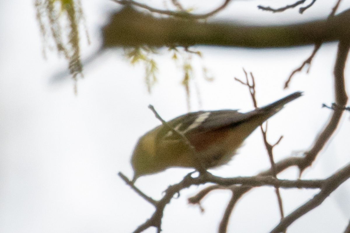 Bay-breasted Warbler - ML159939831