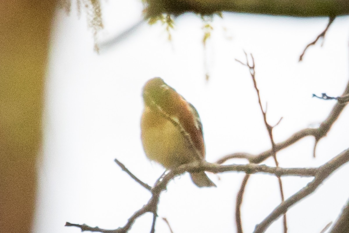 Bay-breasted Warbler - ML159939841