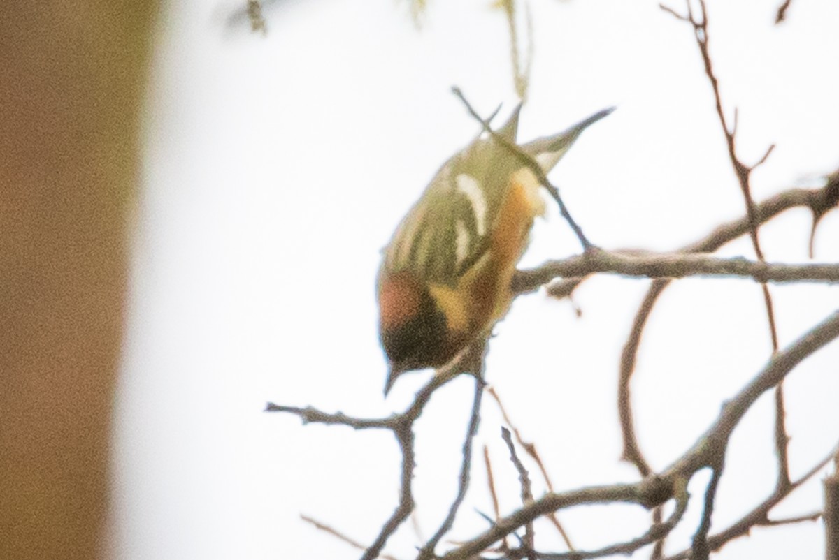 Bay-breasted Warbler - ML159939851