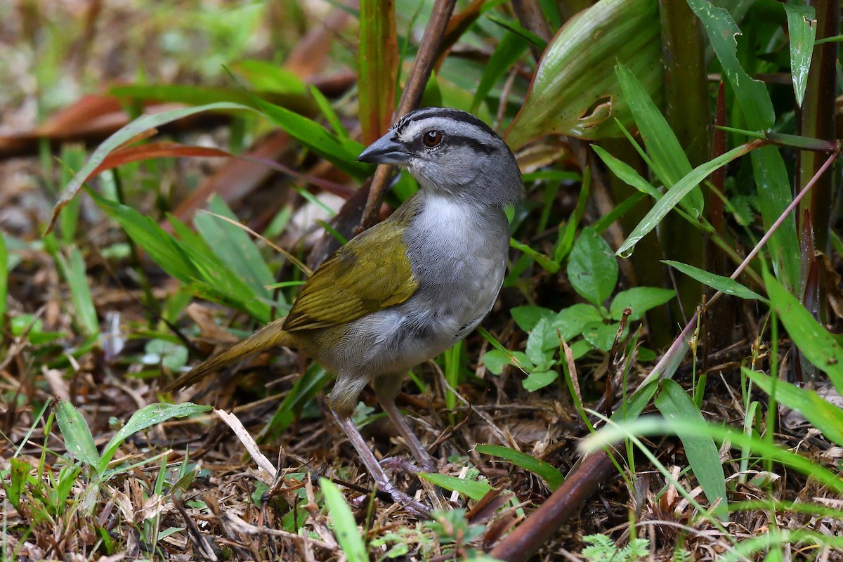 Black-striped Sparrow - ML159941021