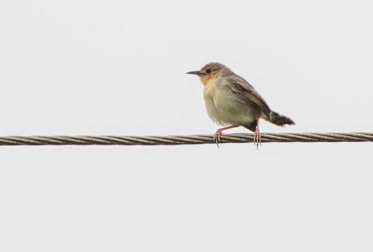 Red-faced Cisticola - ML159943401