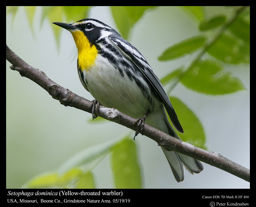 Yellow-throated Warbler (albilora) - ML159945041