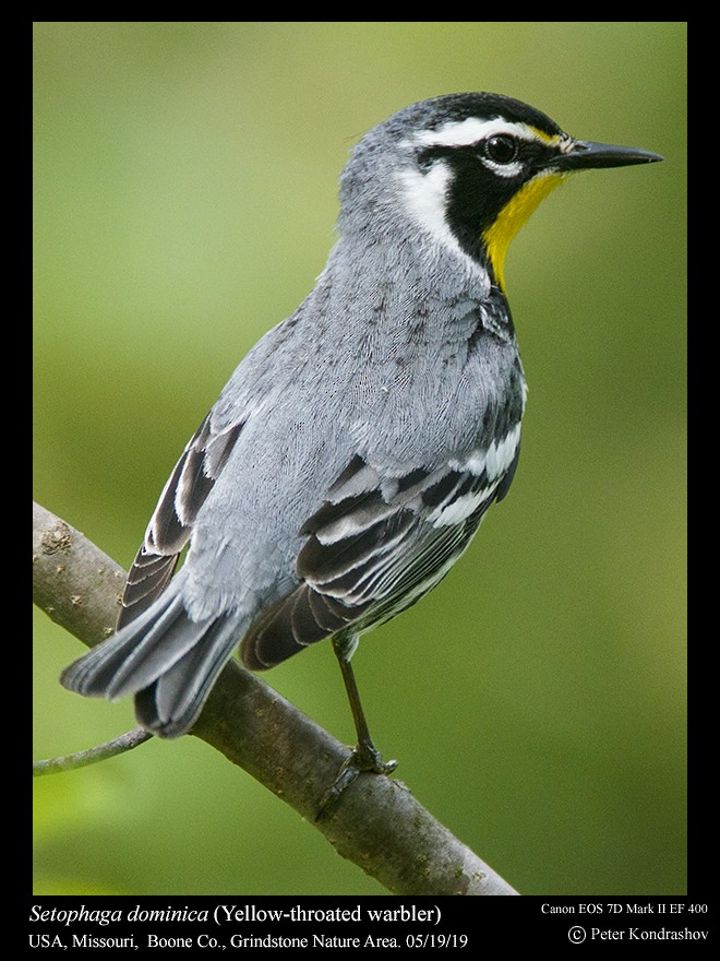 Yellow-throated Warbler (albilora) - ML159945051