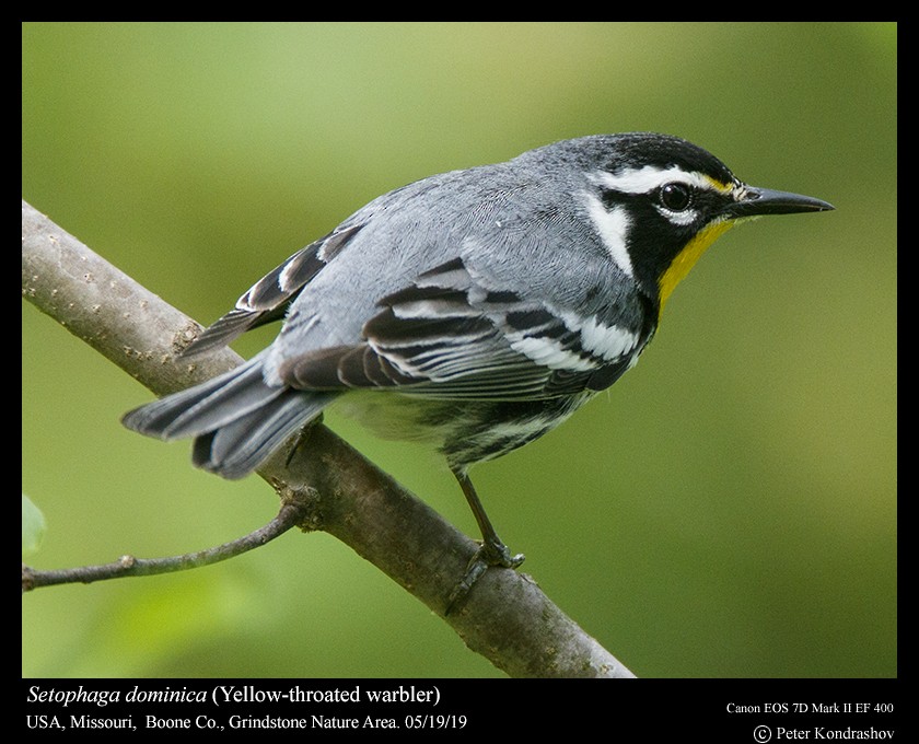 Yellow-throated Warbler (albilora) - ML159945061