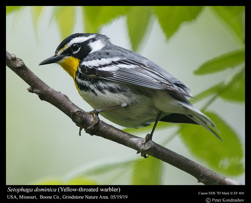 Yellow-throated Warbler (albilora) - ML159945071