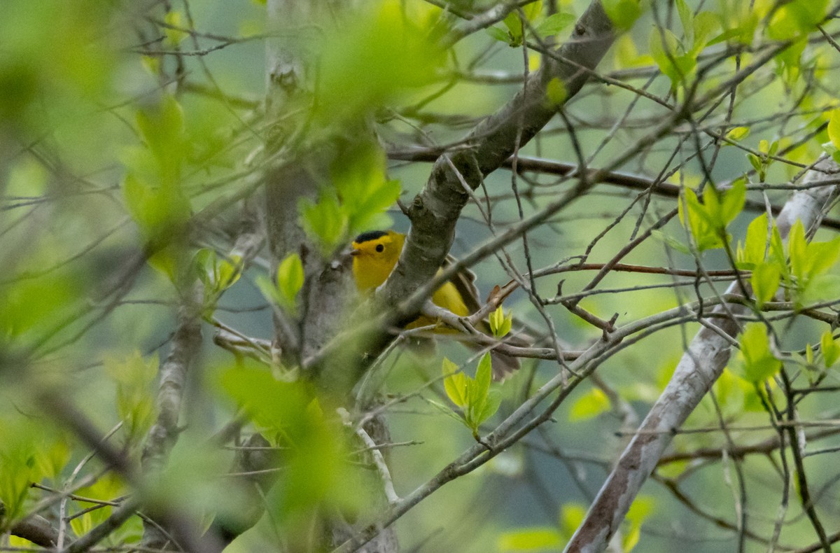 Wilson's Warbler - Larry York