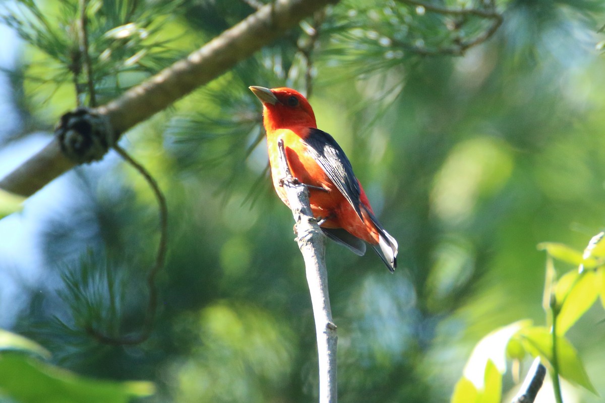 Scarlet Tanager - ML159945271