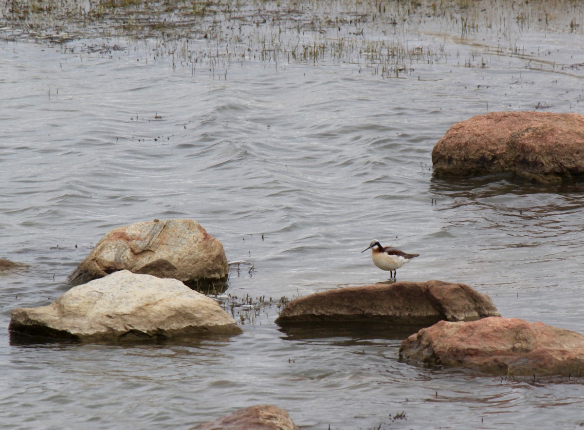 Wilson's Phalarope - ML159946171