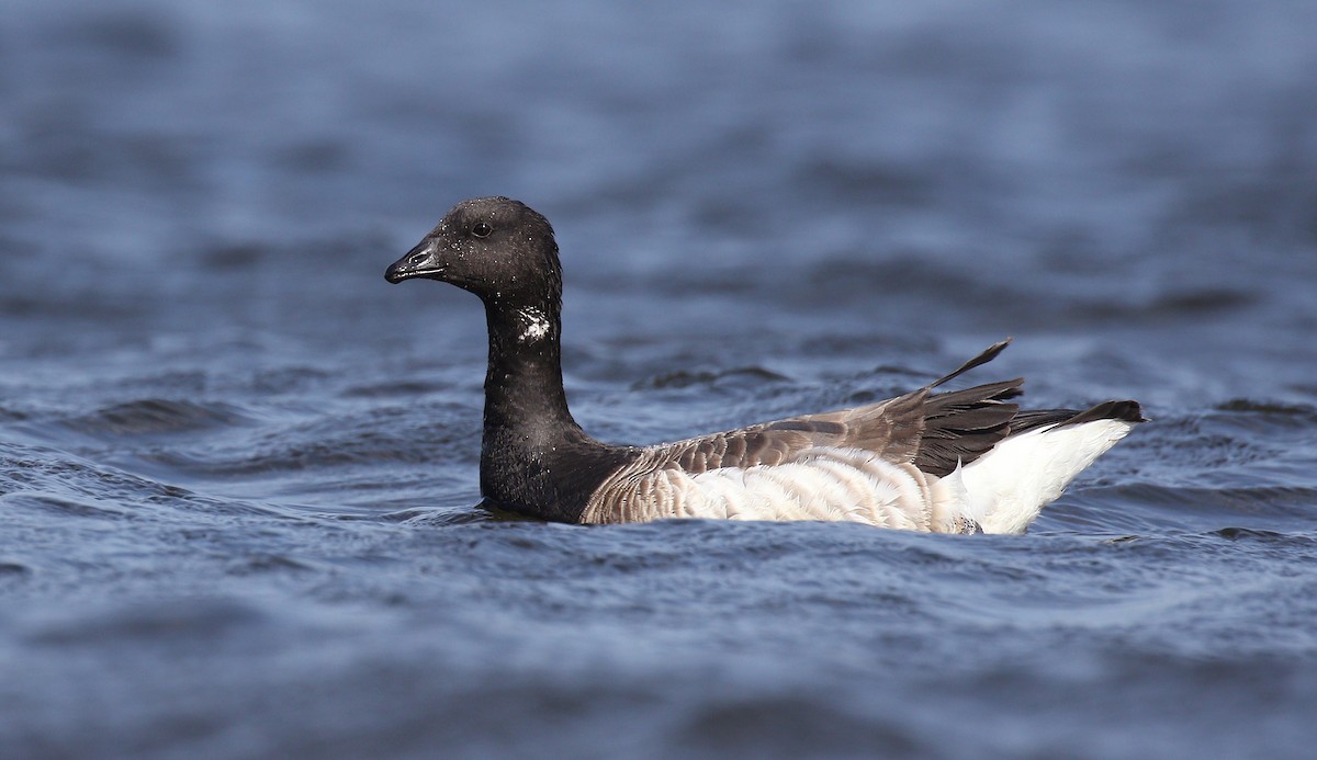 Brant (Atlantic) - ML159947521