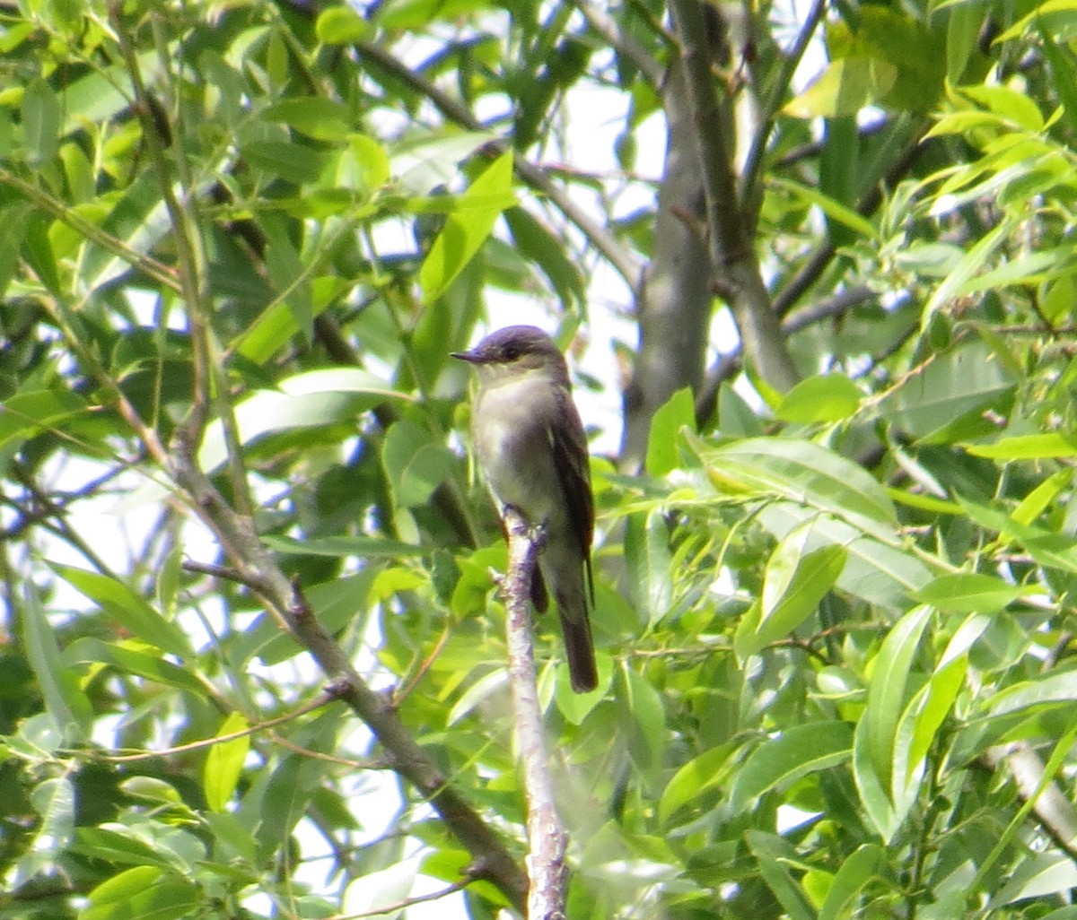 Western Wood-Pewee - ML159948021