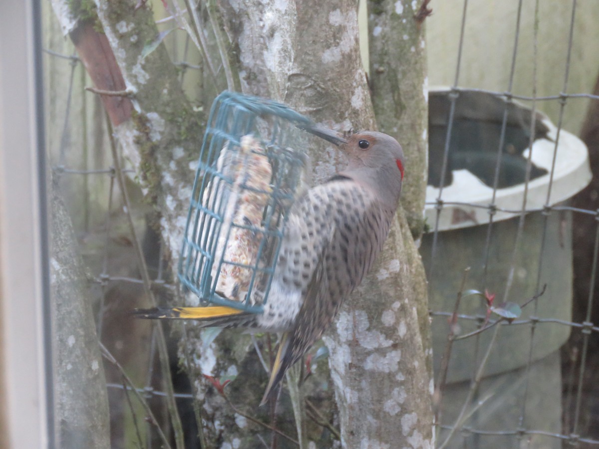 Northern Flicker (Yellow-shafted) - ML159948091