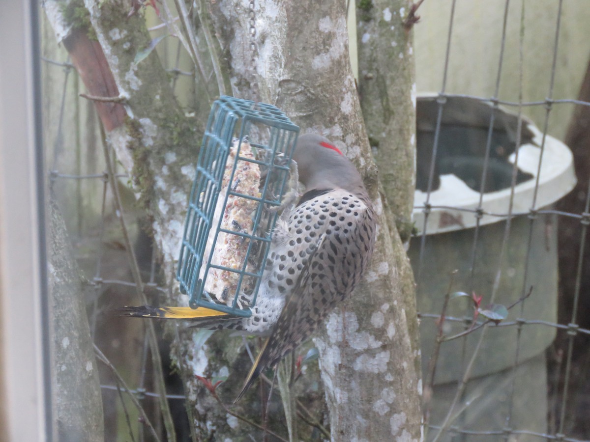 Northern Flicker (Yellow-shafted) - Kai Frueh