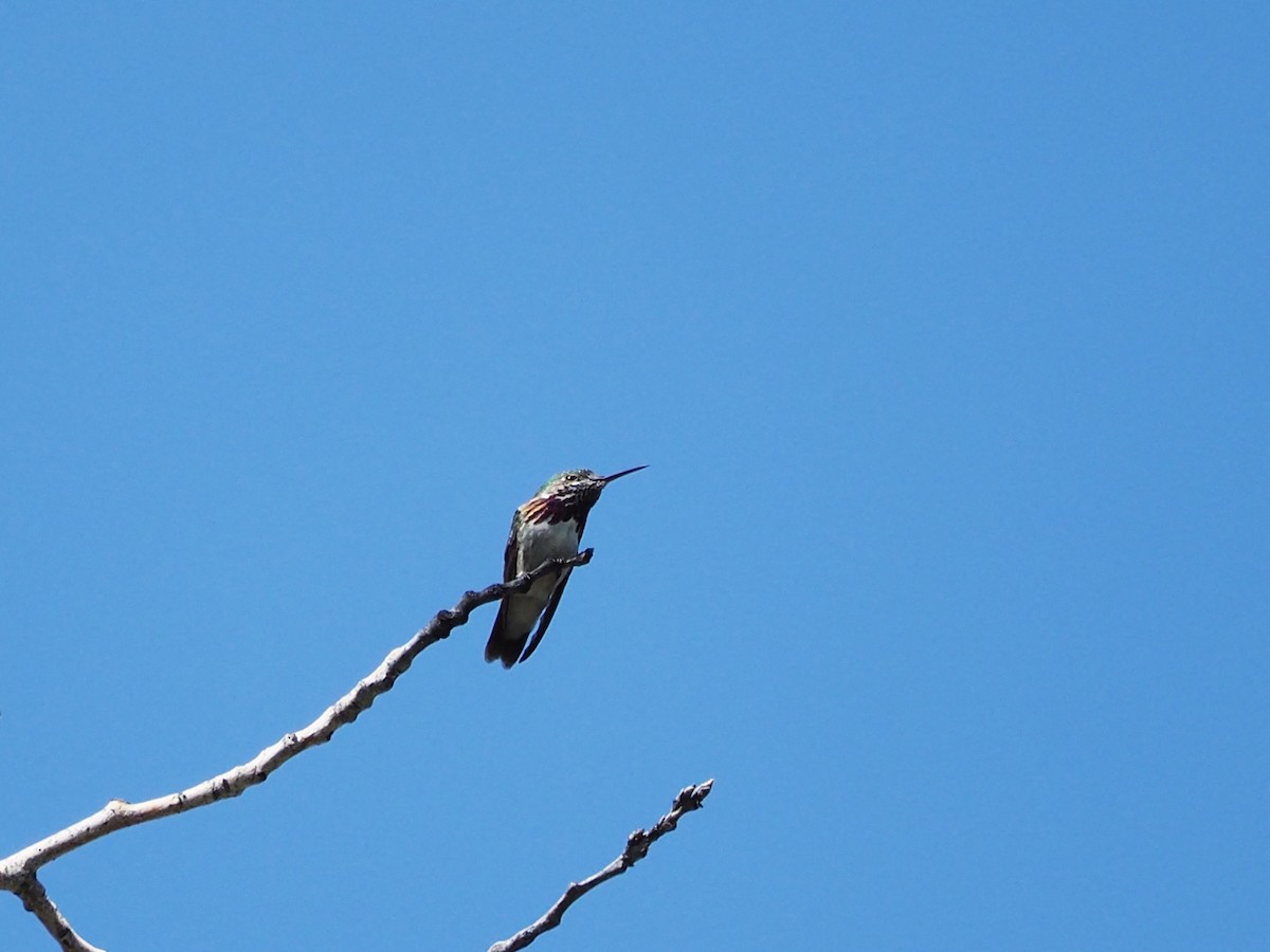 Colibrí Calíope - ML159948831