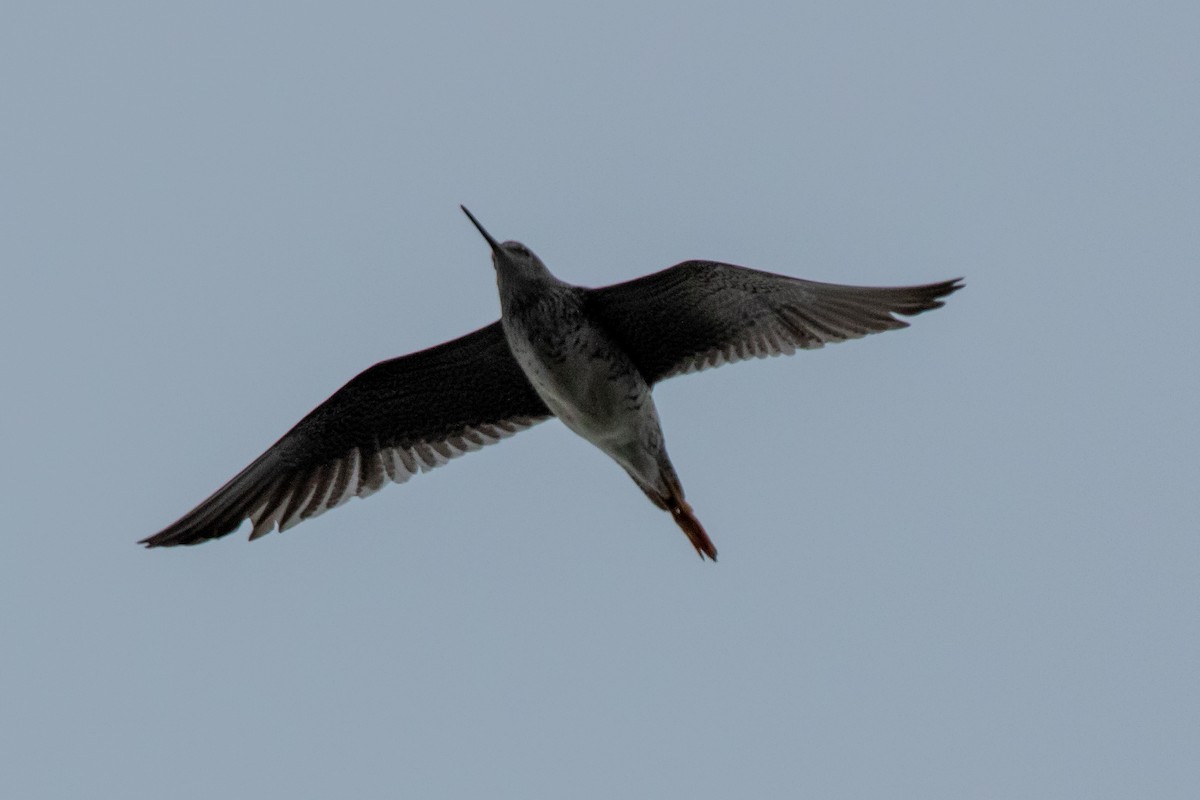 Greater Yellowlegs - ML159948841