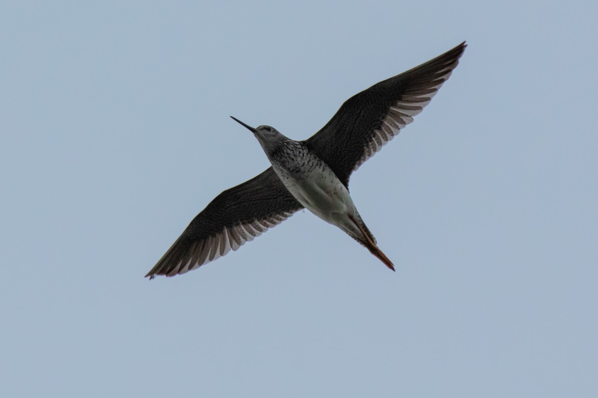 Greater Yellowlegs - ML159948851
