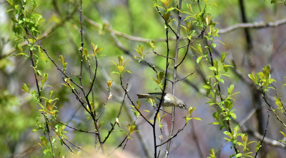 Warbling Vireo - ML159951441