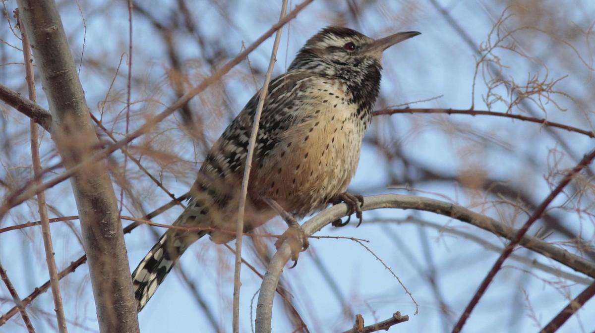 Cactus Wren - Alison Sheehey