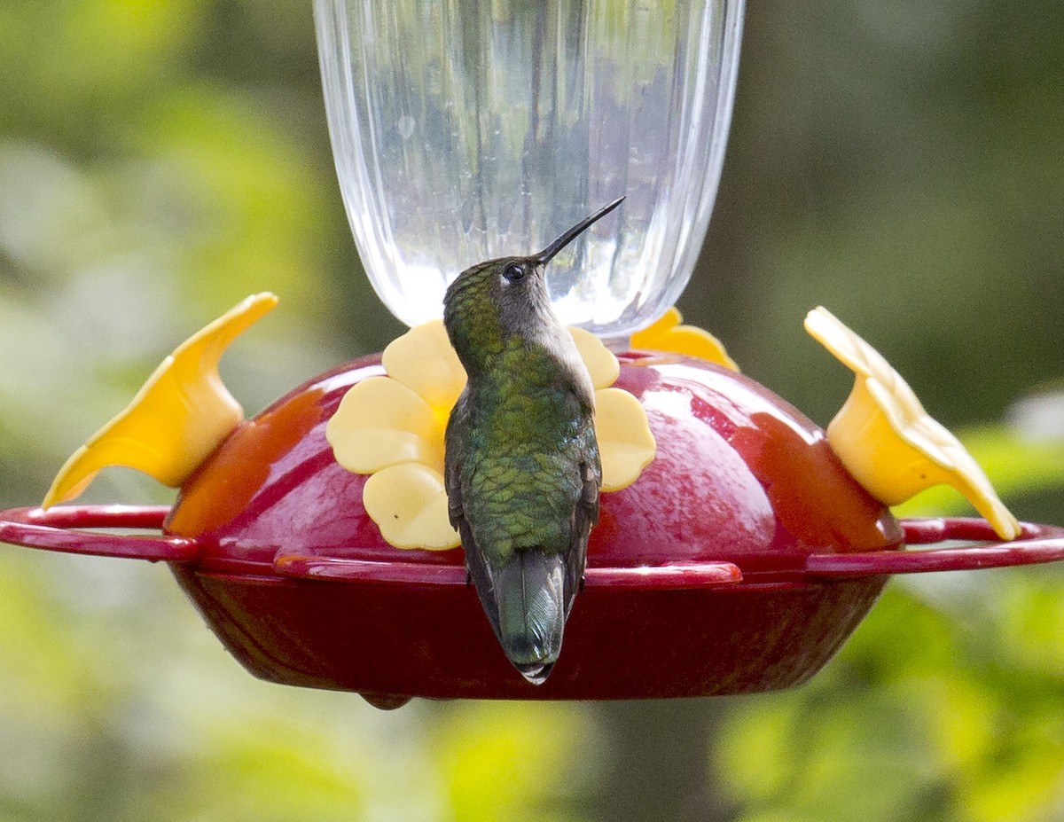 Ruby-throated Hummingbird - ML159952521