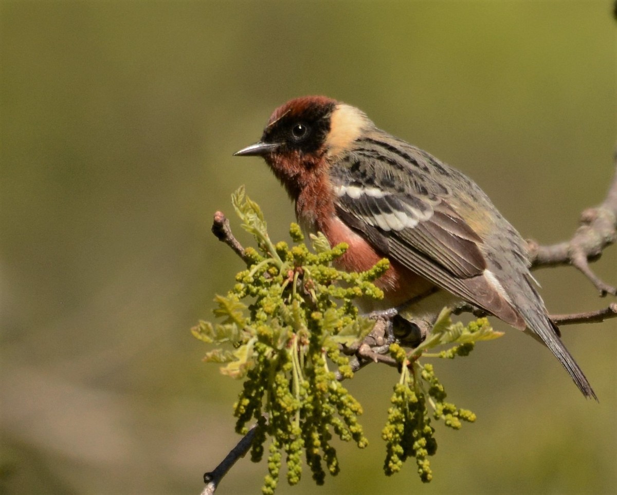 Bay-breasted Warbler - ML159953971