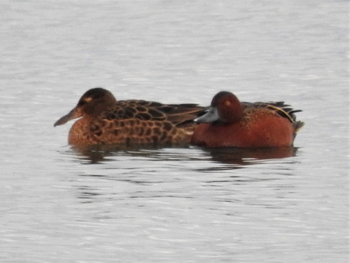 Cinnamon Teal - ML159954701