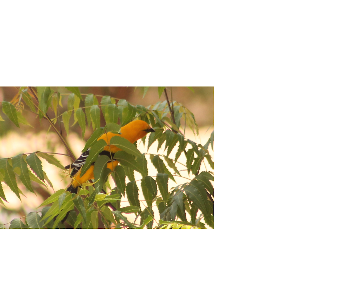 Yellow Oriole - ANDERSON JHOVANY ROSADO GOMEZ