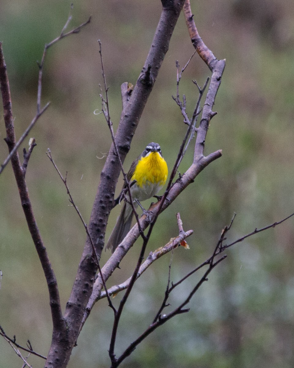 Yellow-breasted Chat - ML159956761