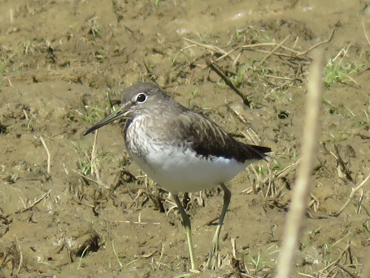 Common Sandpiper - ML159958231